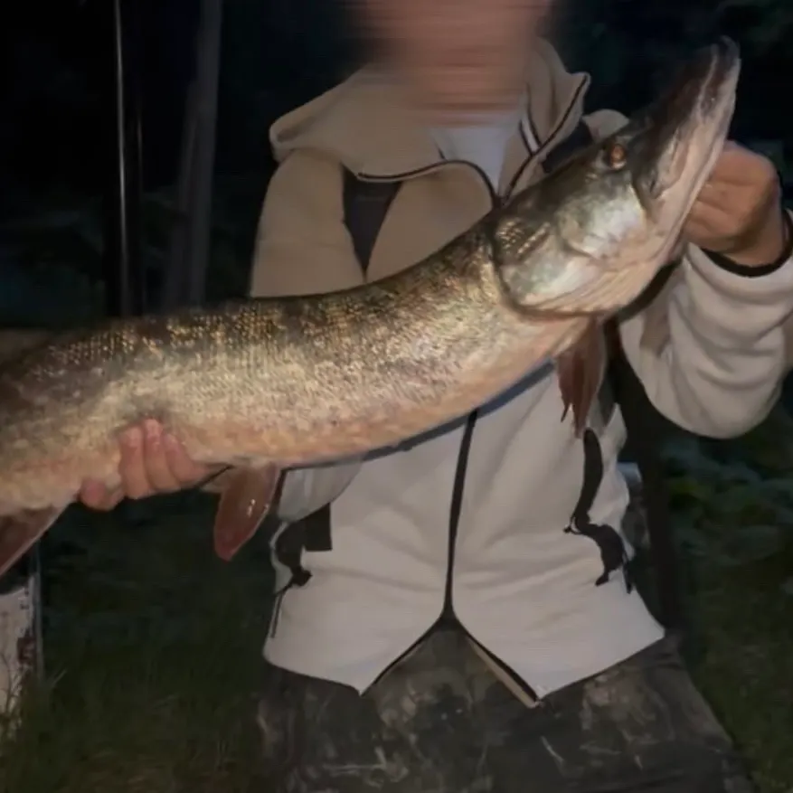 Northern pike caught on Fishbrain