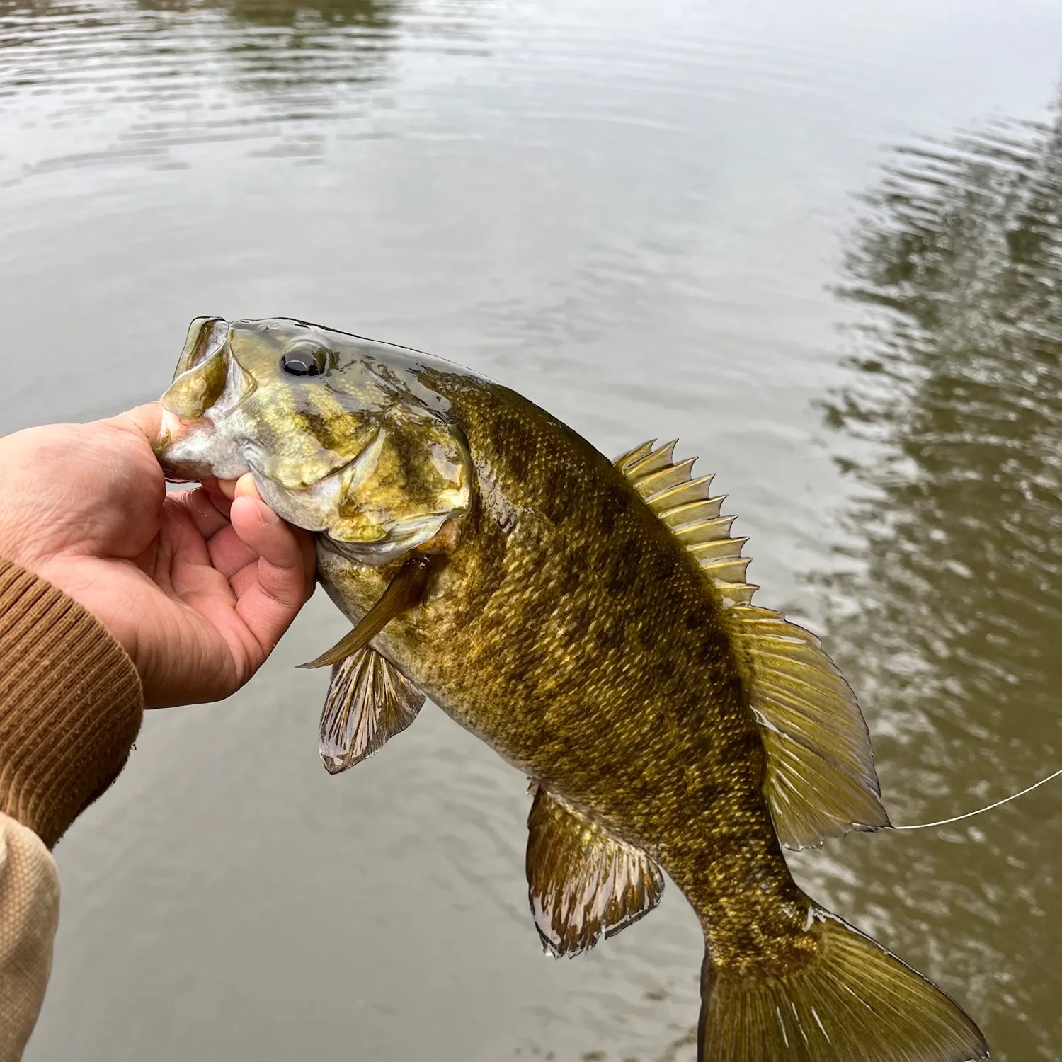 Smallmouth bass caught on Fishbrain