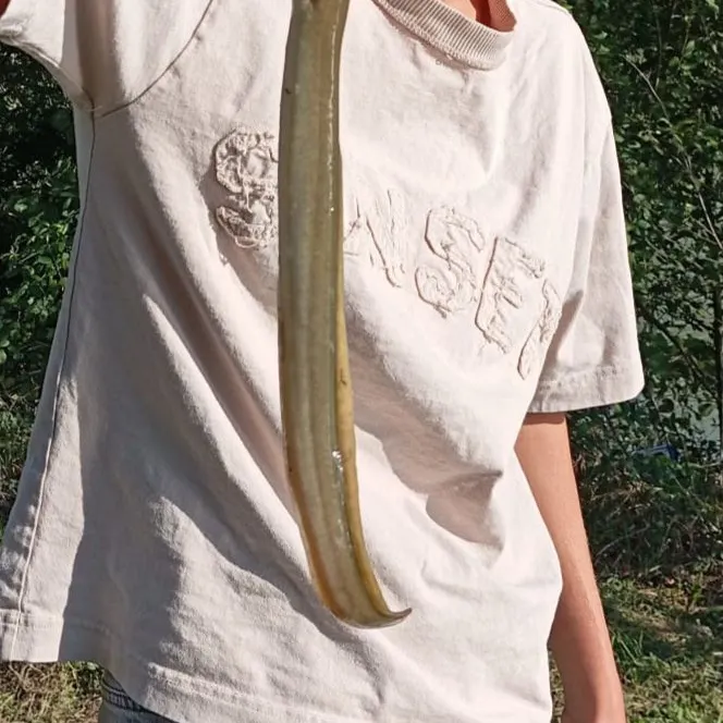 American eel caught on Fishbrain