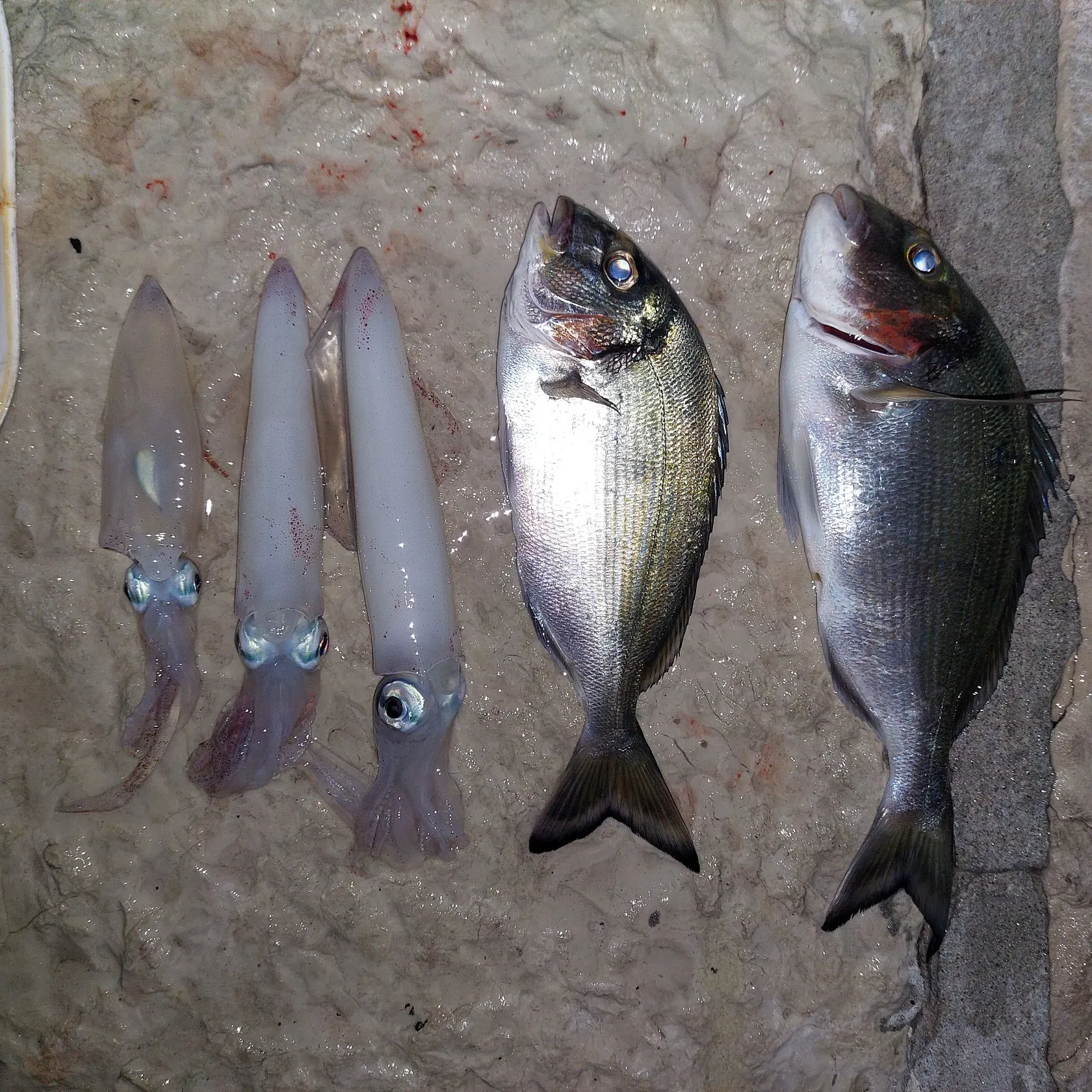 The most recent Gilthead seabream catches on Fishbrain