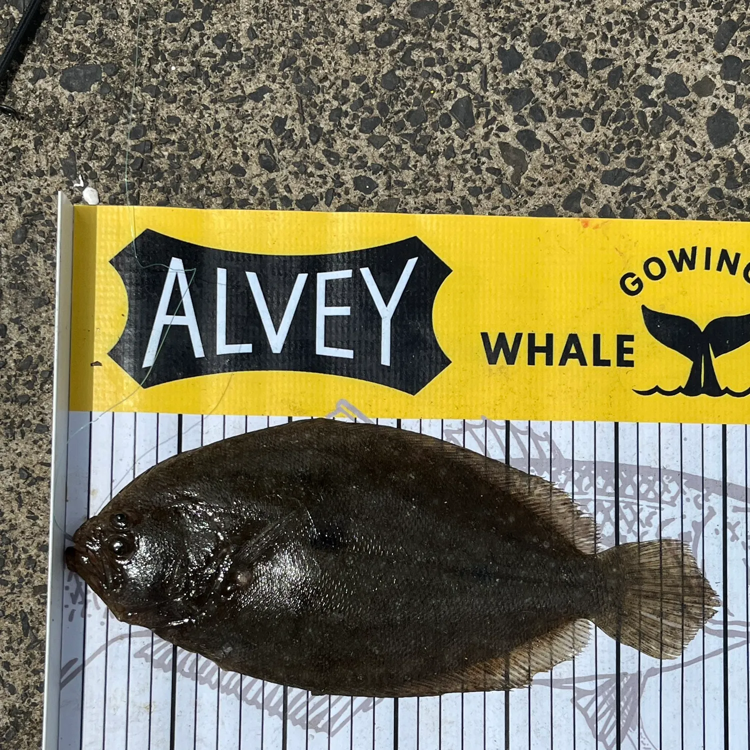 The most recent Smalltooth flounder catches on Fishbrain