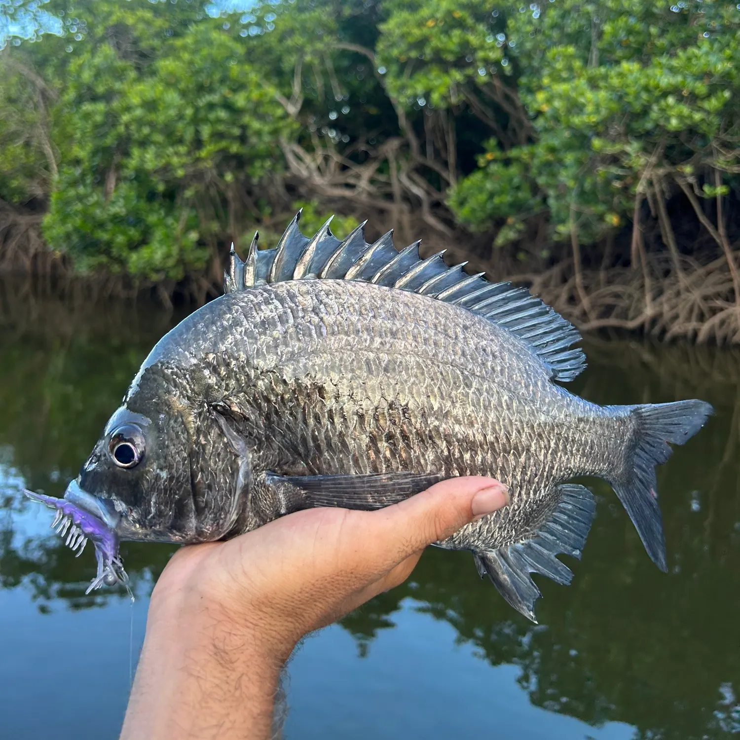 The most popular recent Pacific seabream catch on Fishbrain