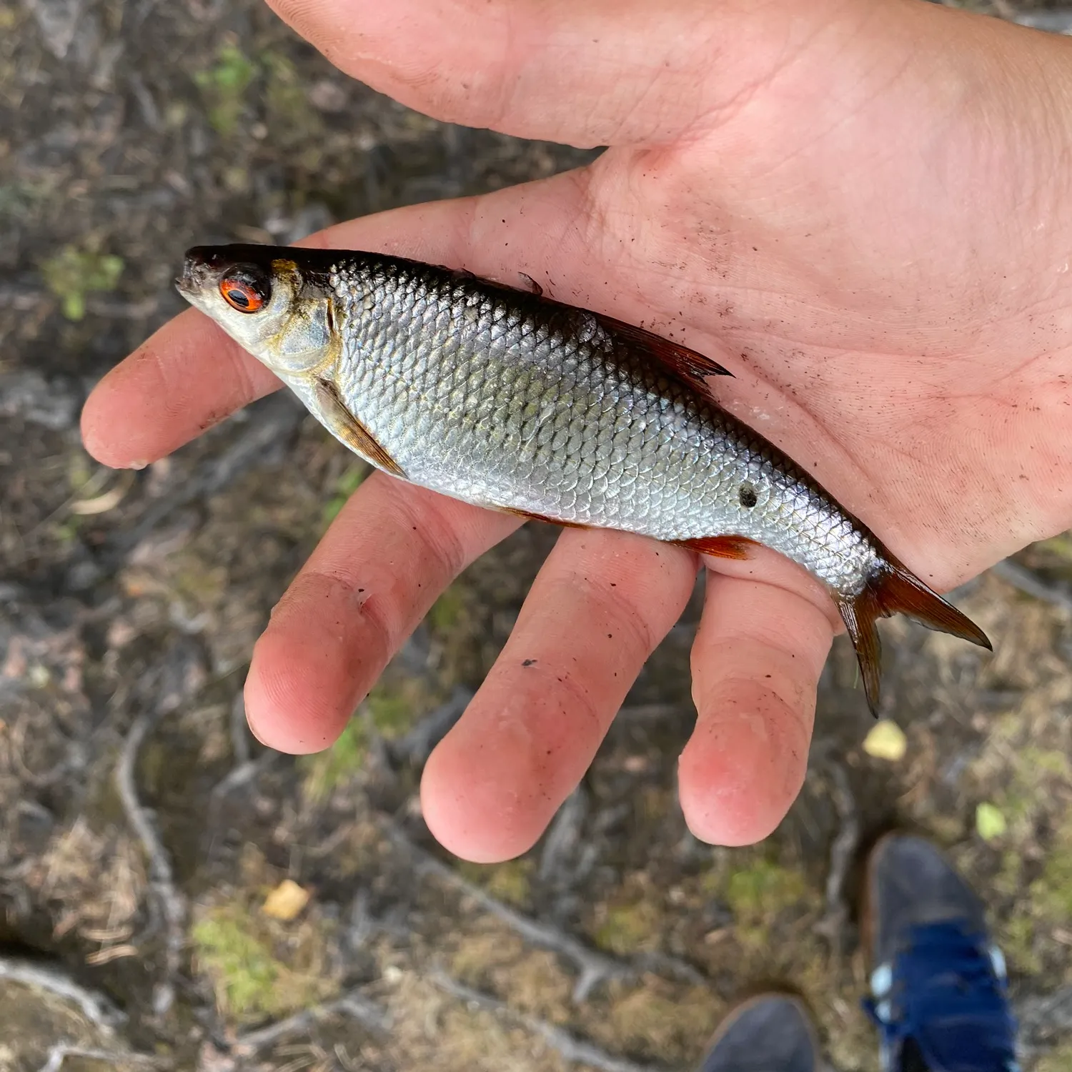Common roach caught on Fishbrain