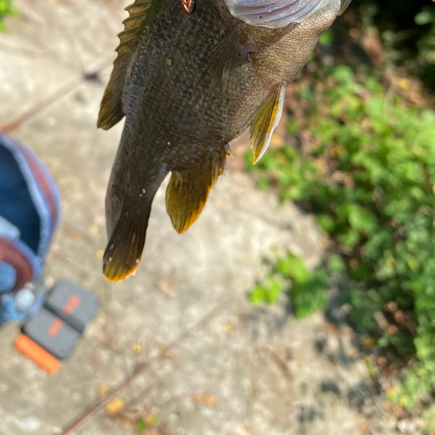 Green sunfish caught on Fishbrain