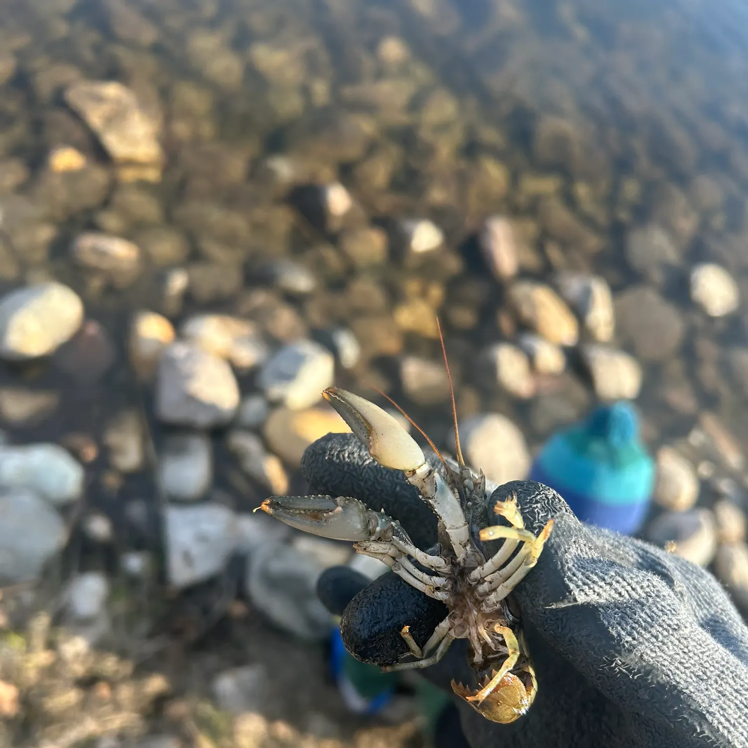 The most recent Virile crayfish catches on Fishbrain