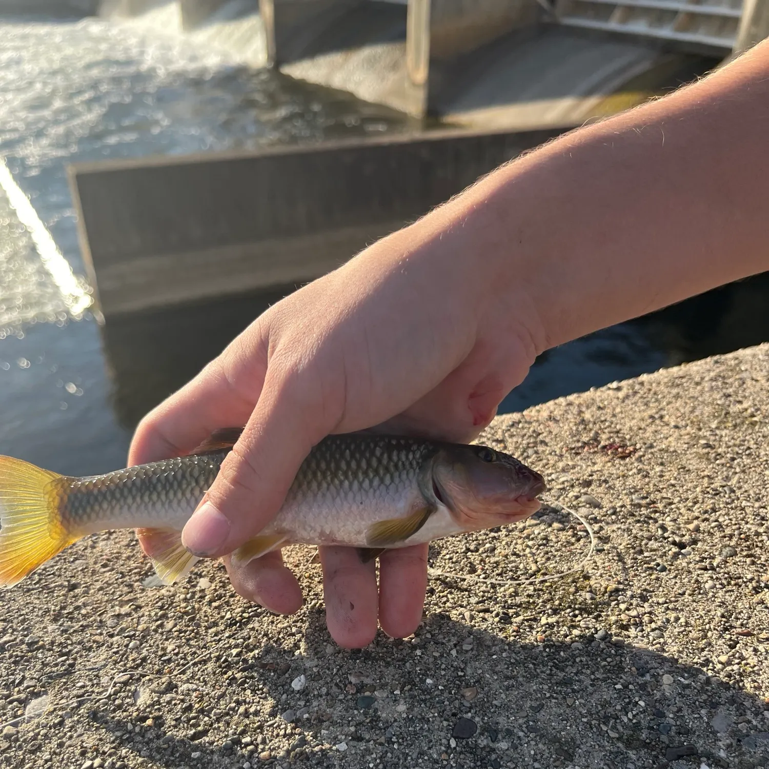 River chub caught on Fishbrain