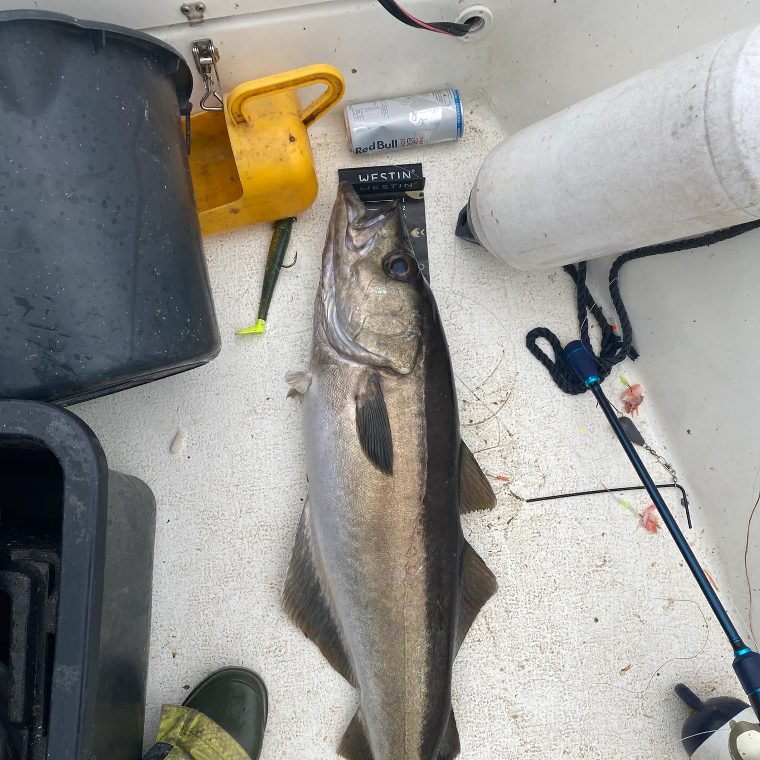 The most recent Pollack catches on Fishbrain