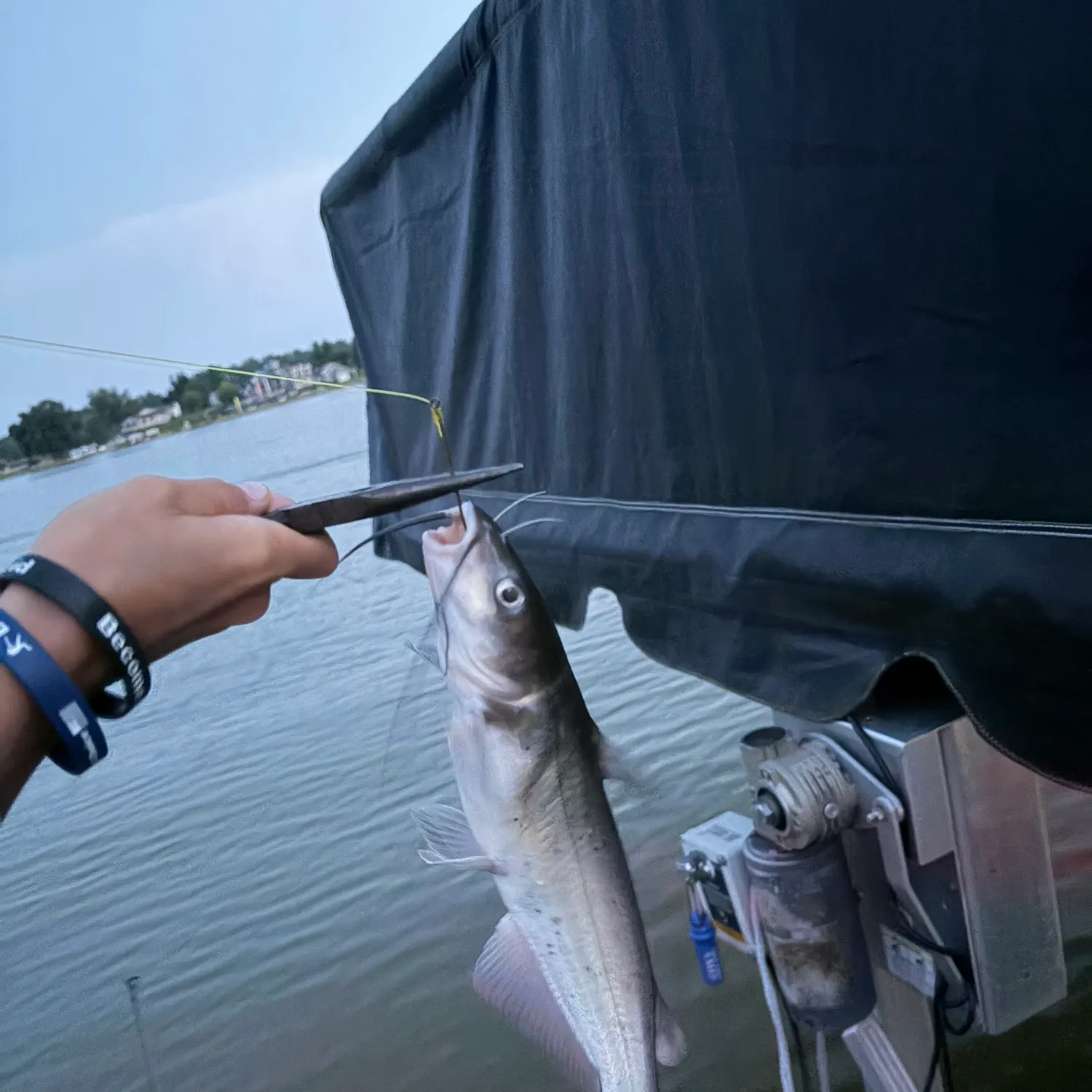 Channel catfish caught on Fishbrain