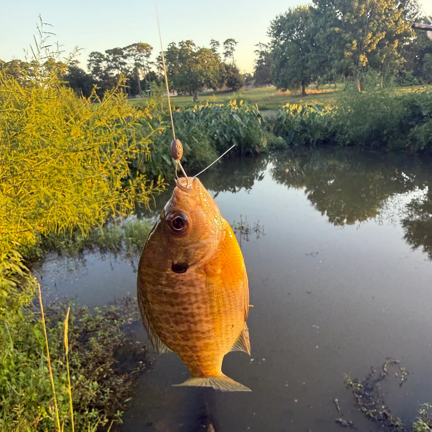 Bluegill caught on Fishbrain
