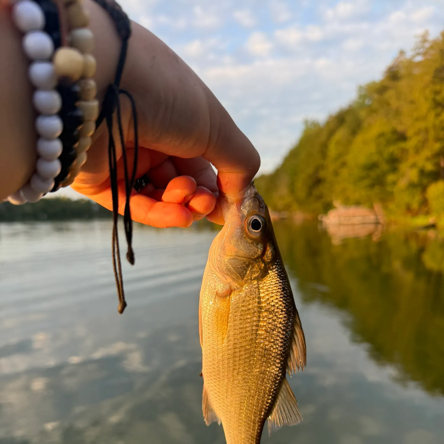 White perch caught on Fishbrain