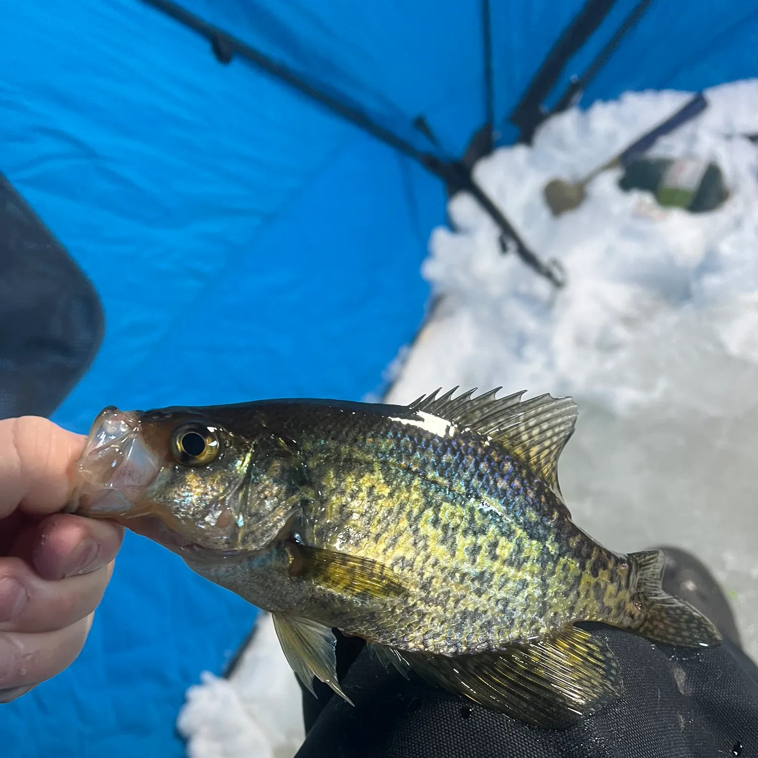 The most recent Black crappie catches on Fishbrain
