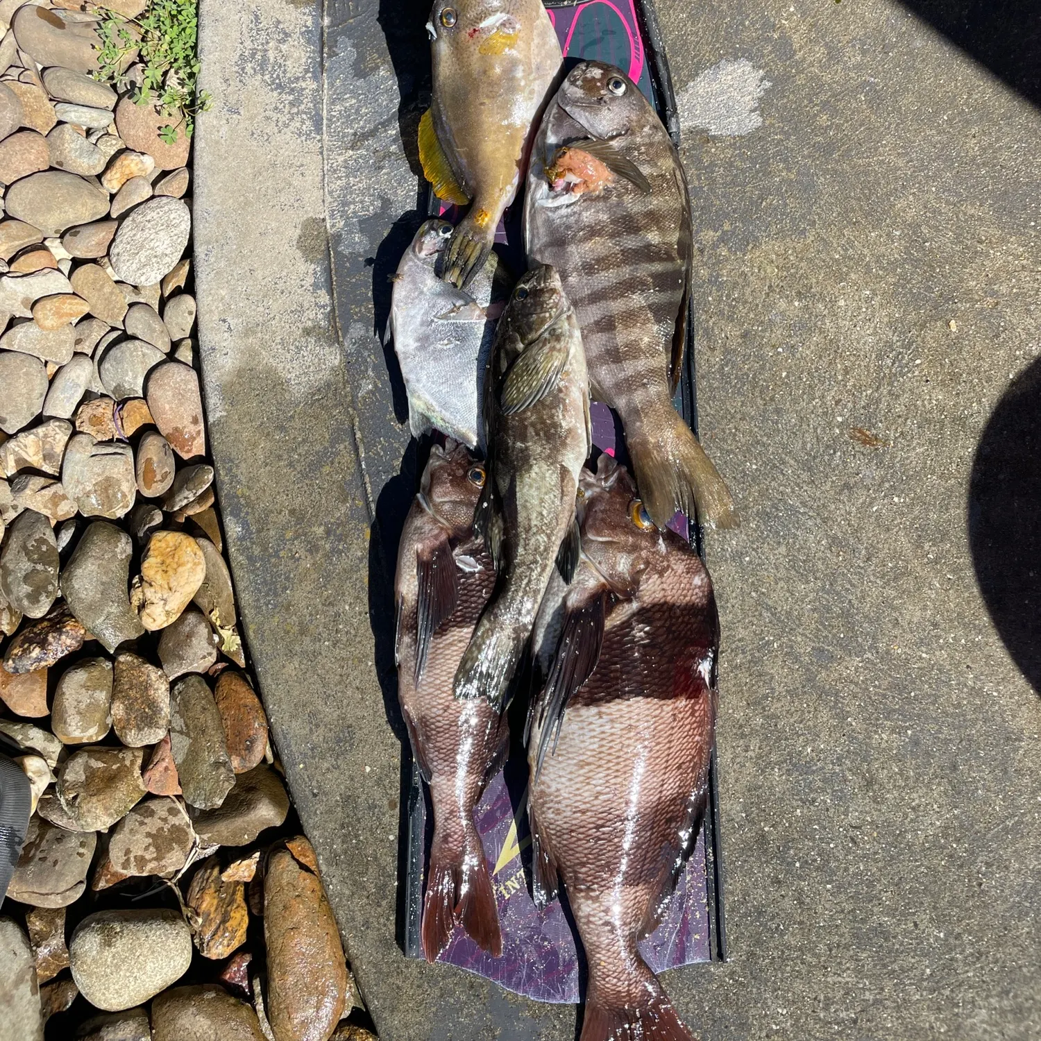 recently logged catches