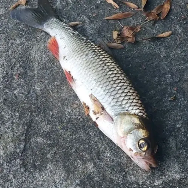 European chub caught on Fishbrain