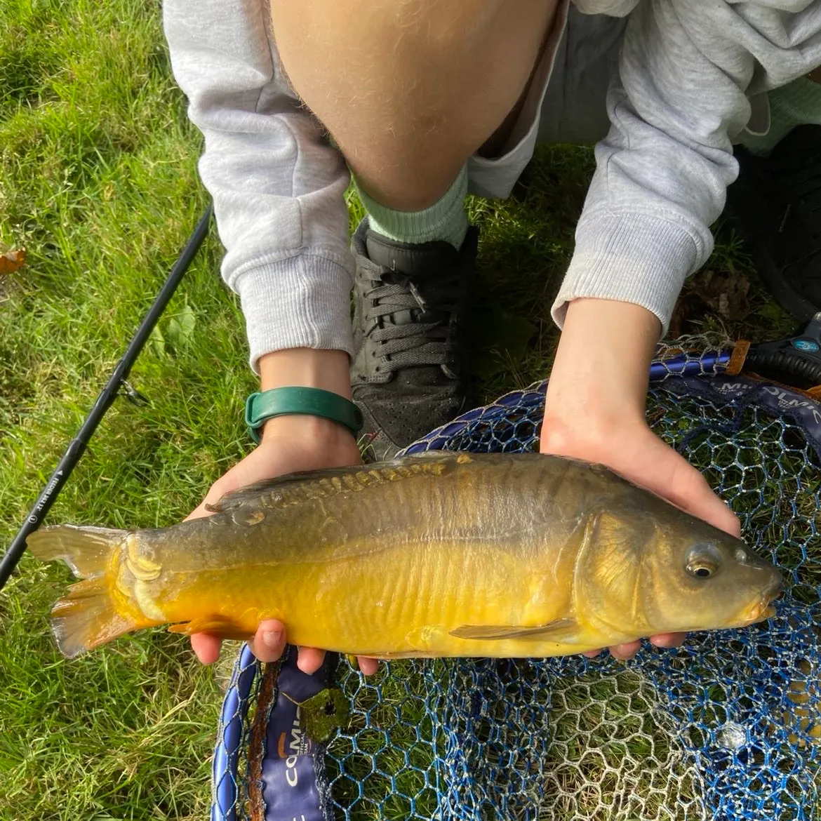 Leather carp caught on Fishbrain