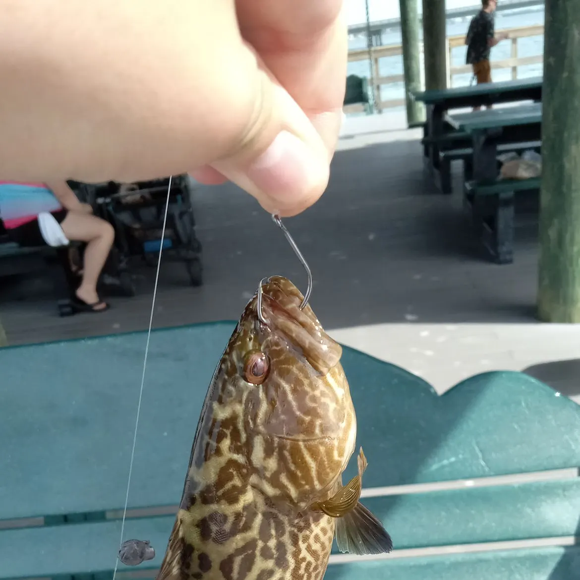The most recent Broomtail grouper catches on Fishbrain