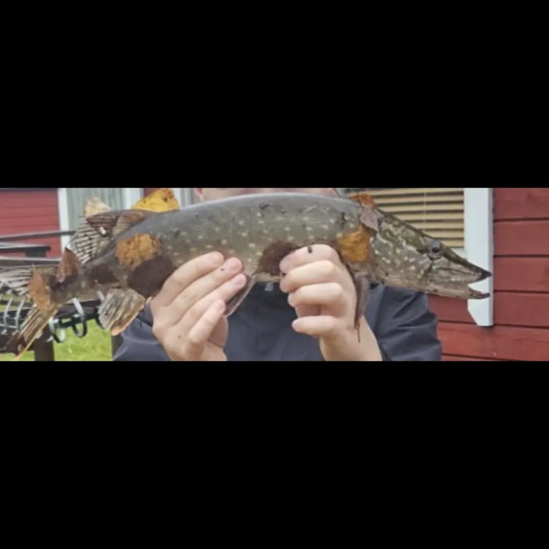 Northern pike caught on Fishbrain