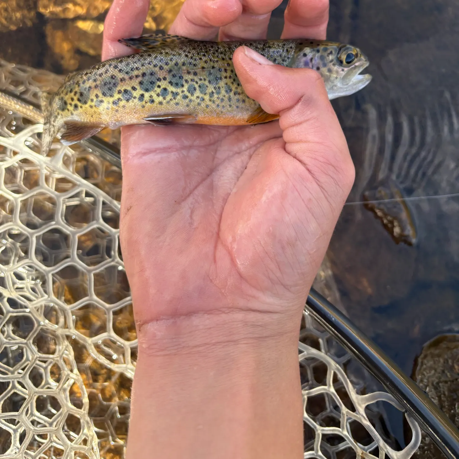 Rainbow trout caught on Fishbrain