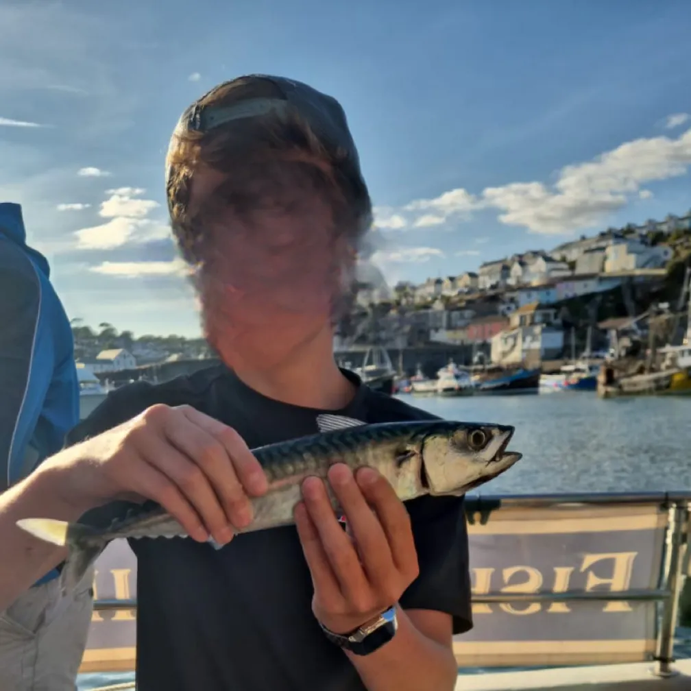 Atlantic mackerel caught on Fishbrain