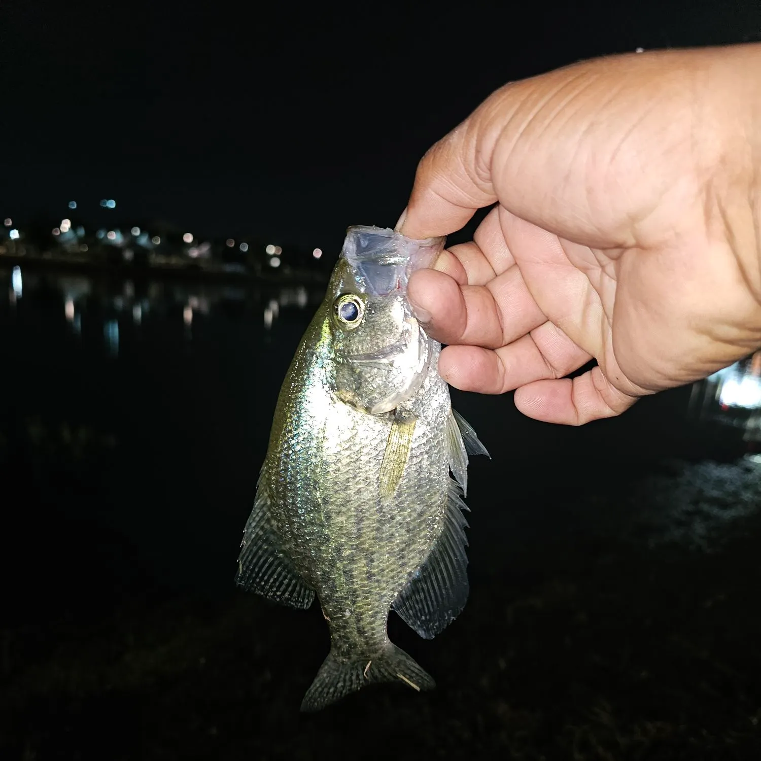 Black crappie caught on Fishbrain