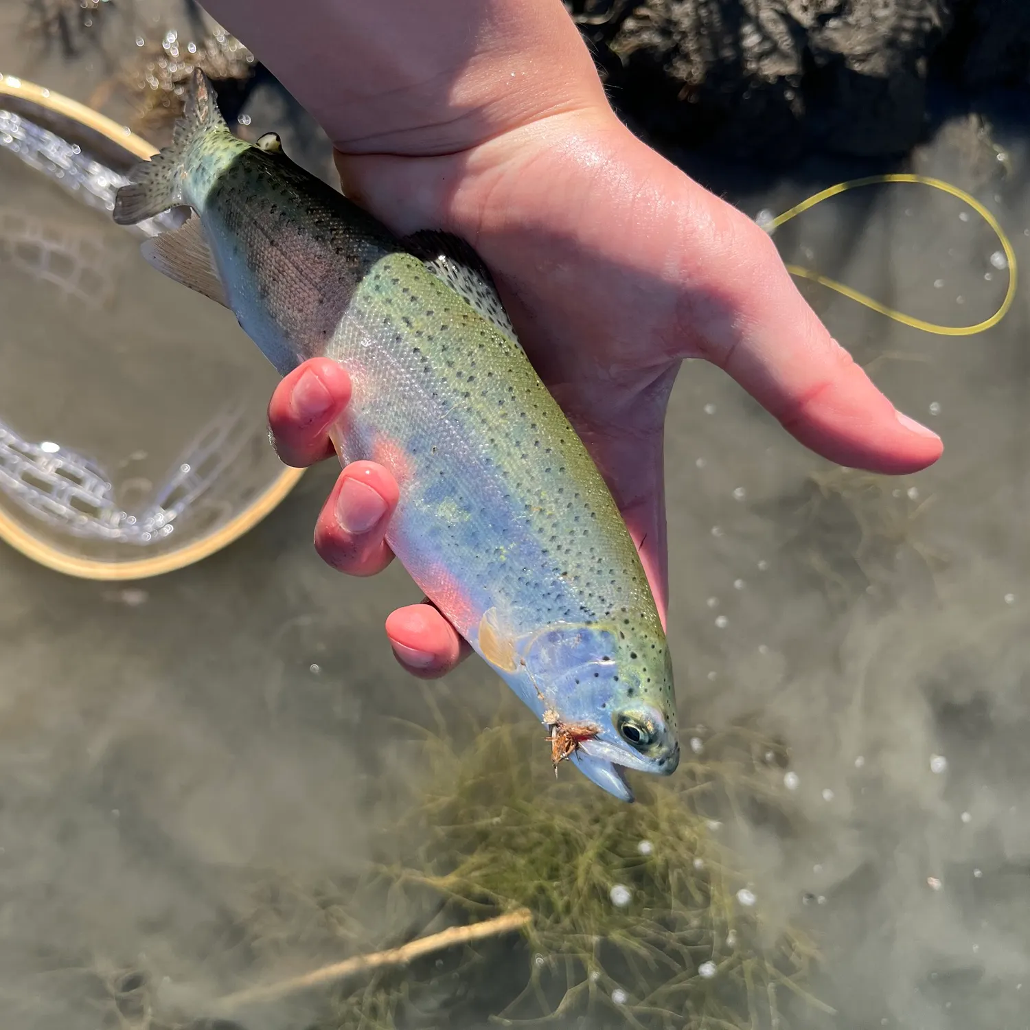 Rainbow trout caught on Fishbrain