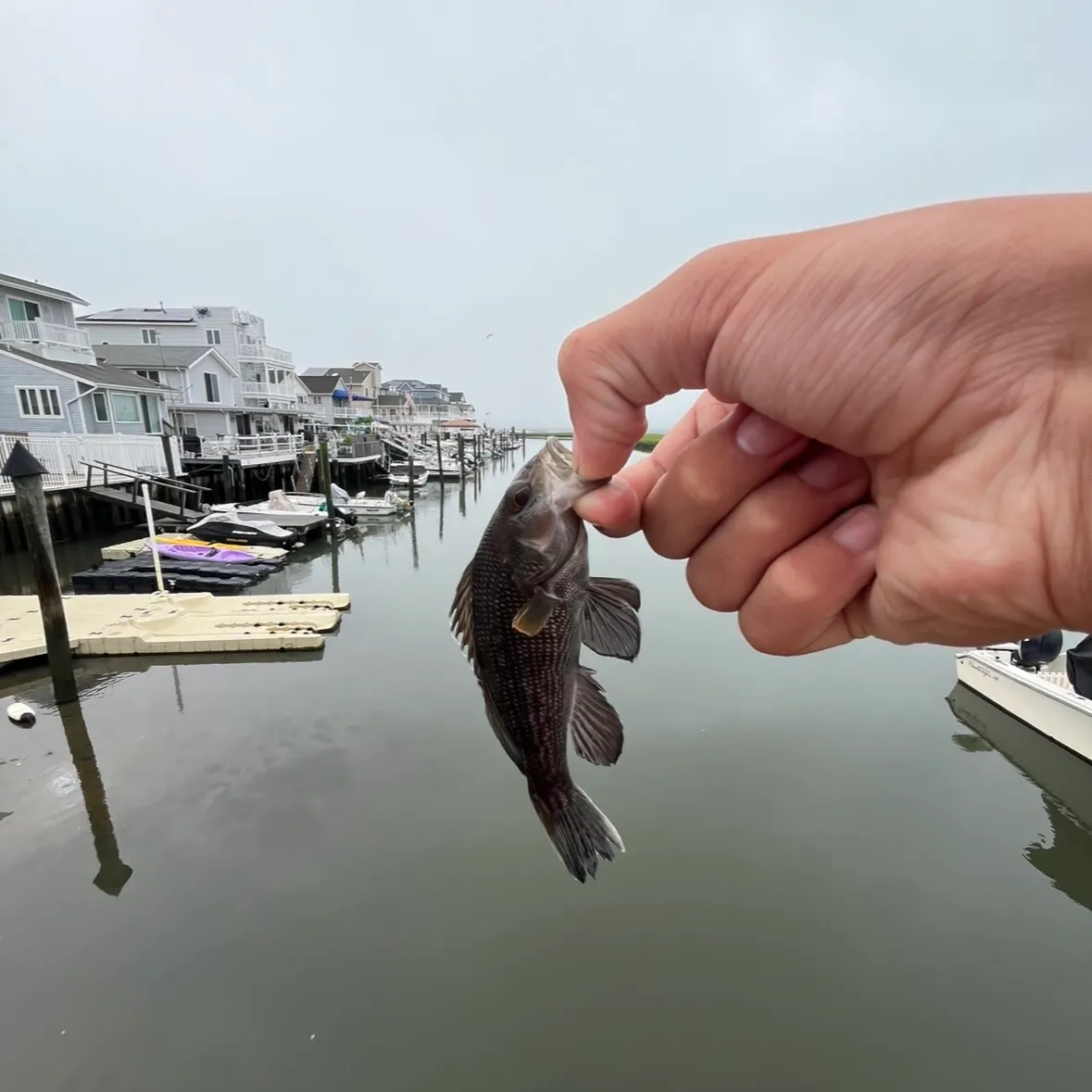 The most recent Black sea bass catches on Fishbrain