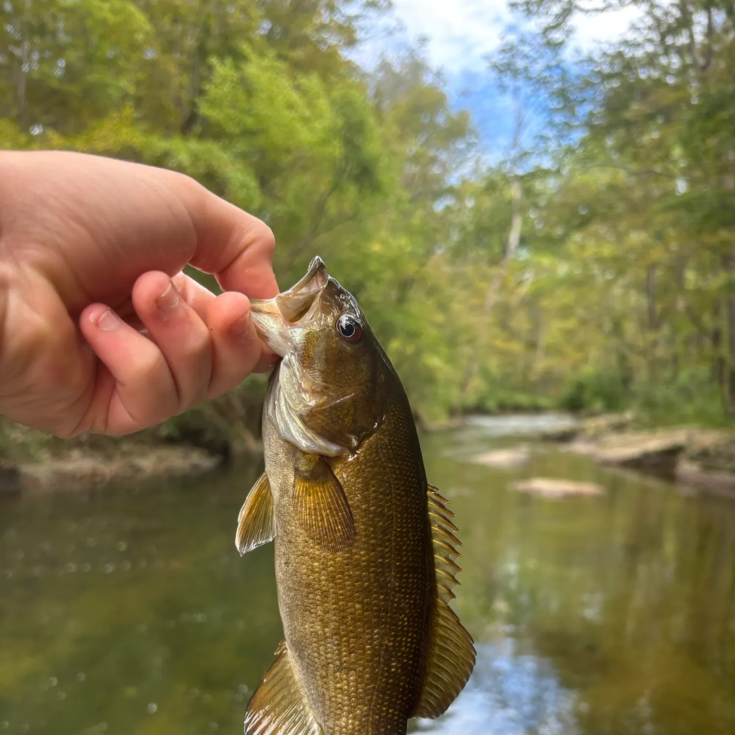 Smallmouth bass caught on Fishbrain