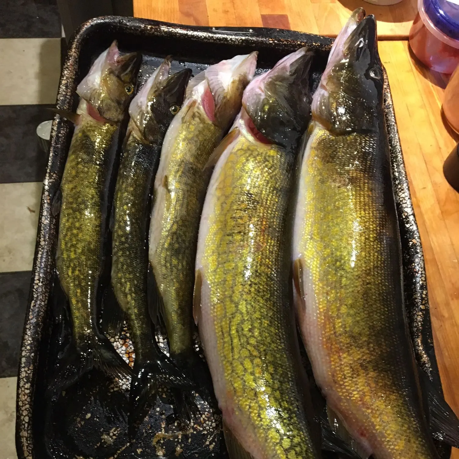 recently logged catches