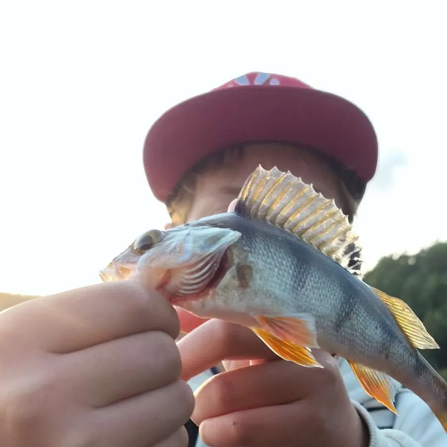 European perch caught on Fishbrain