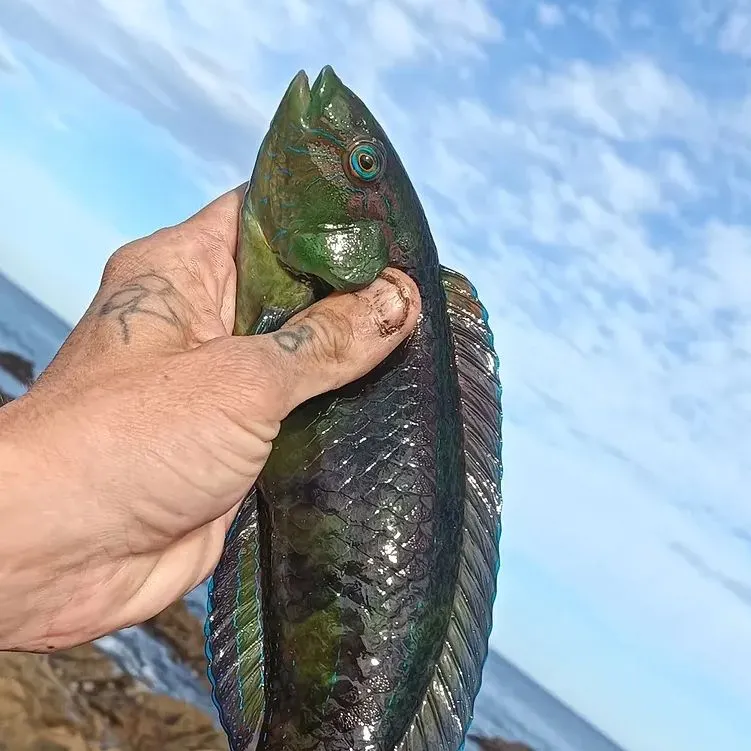 The most recent Patrician wrasse catches on Fishbrain