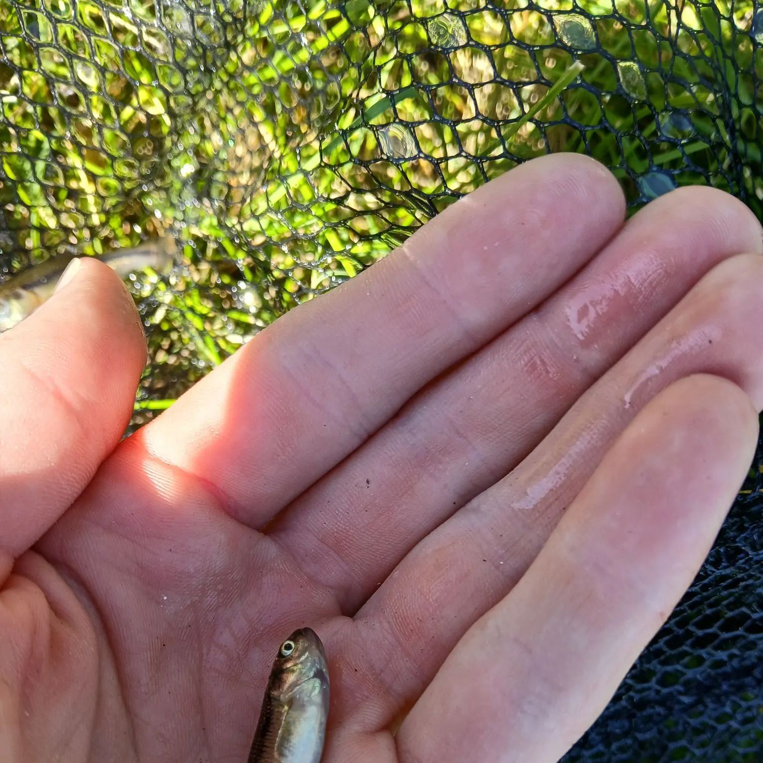 The most recent Fathead minnow catches on Fishbrain