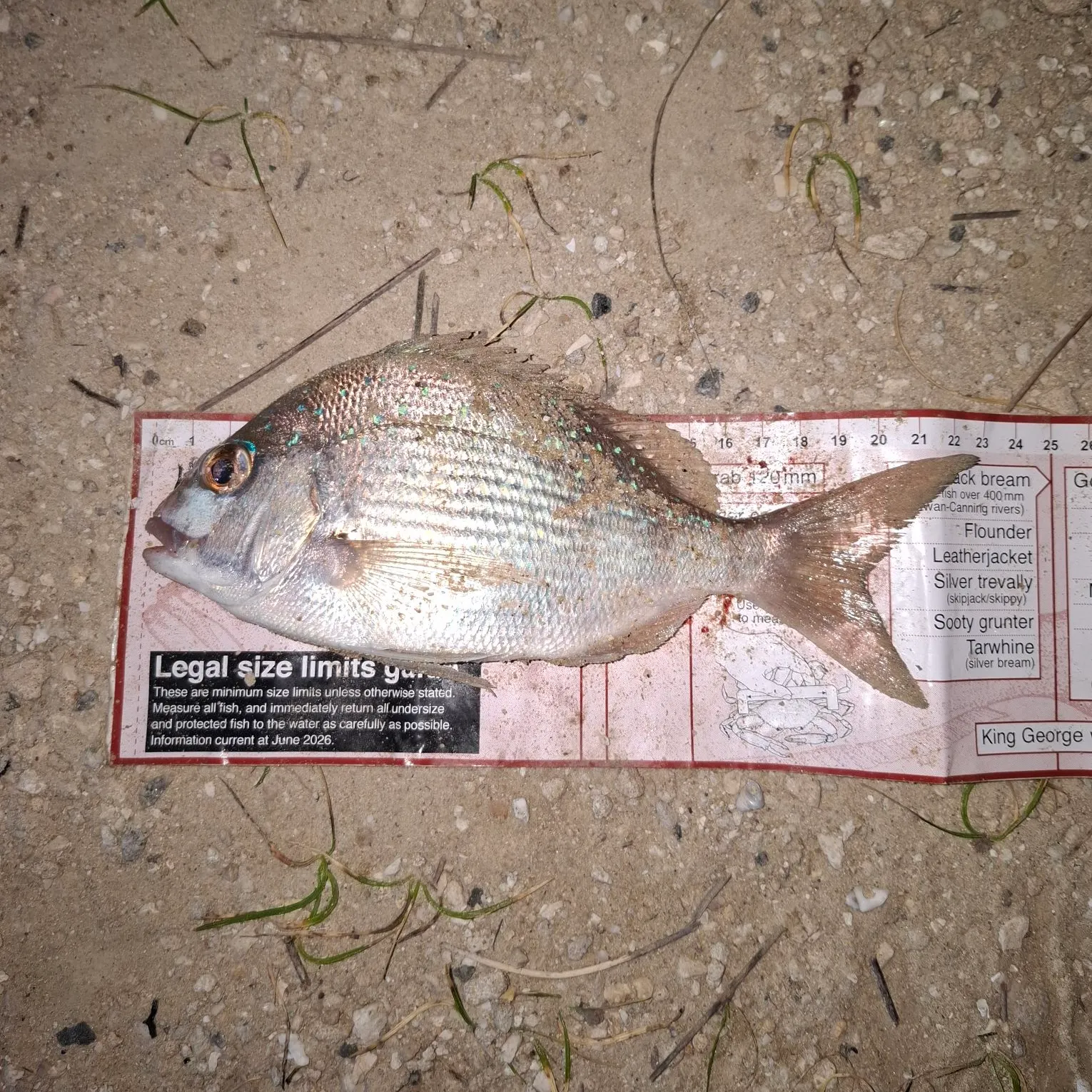 The most recent Australasian snapper catches on Fishbrain