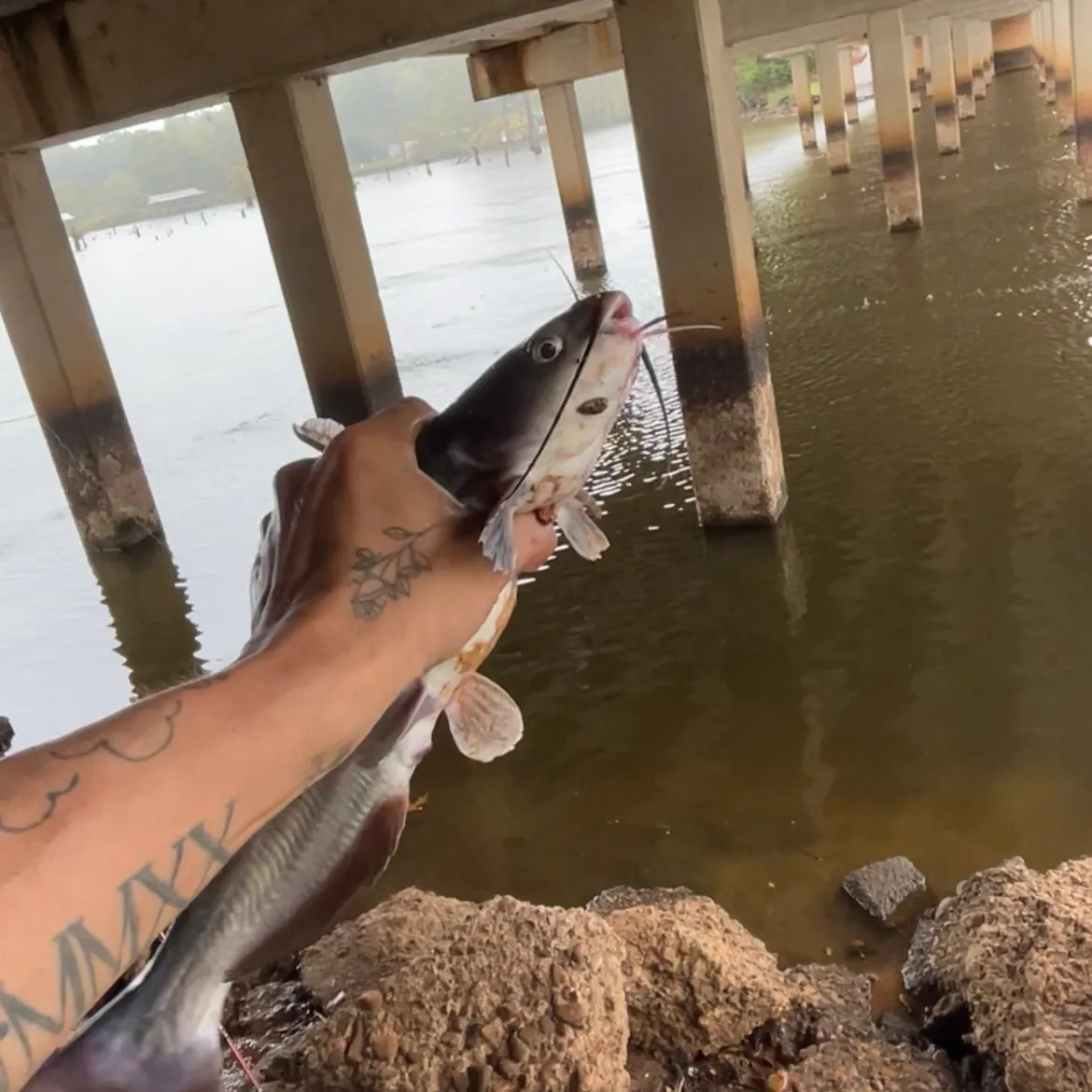 Channel catfish caught on Fishbrain