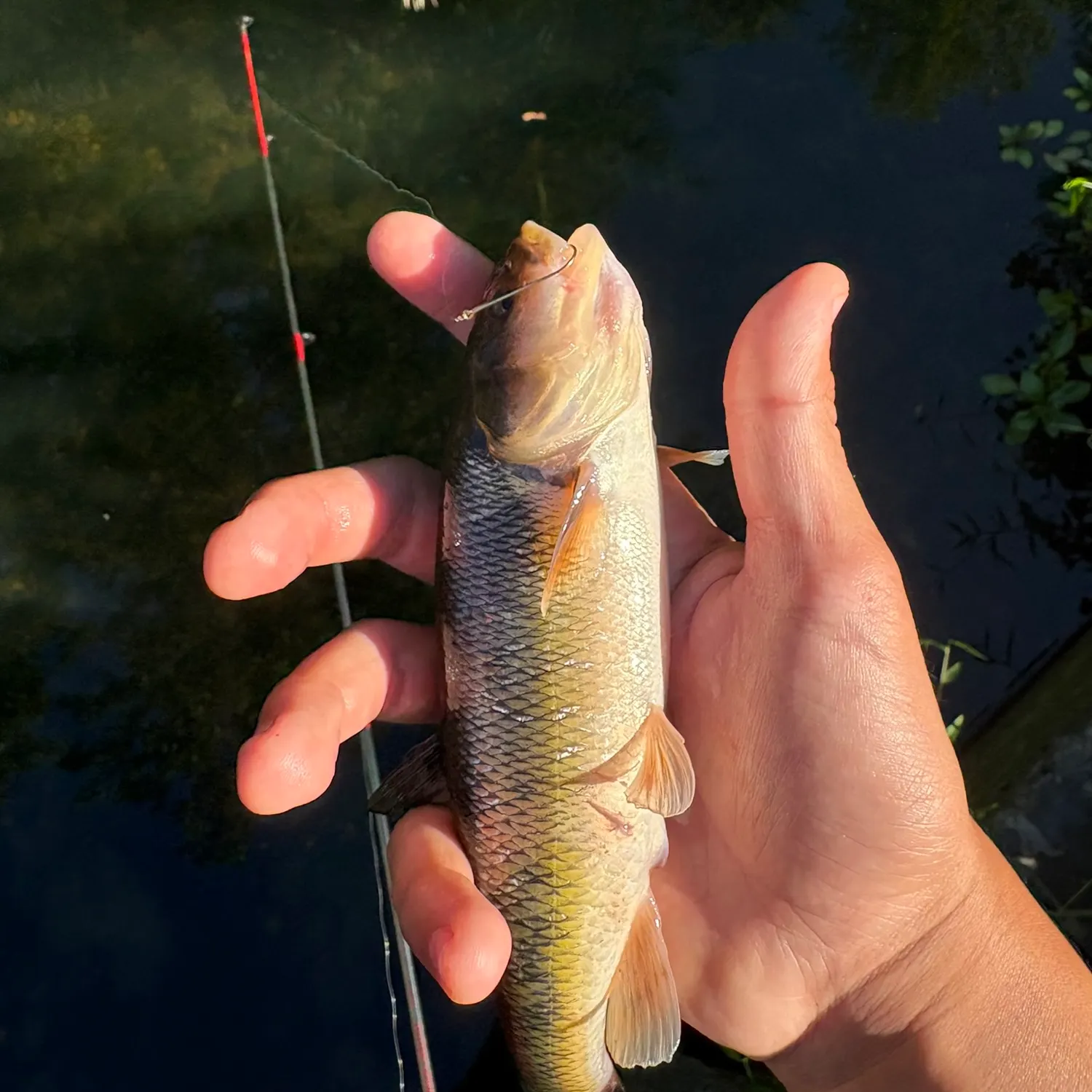 Creek chub caught on Fishbrain