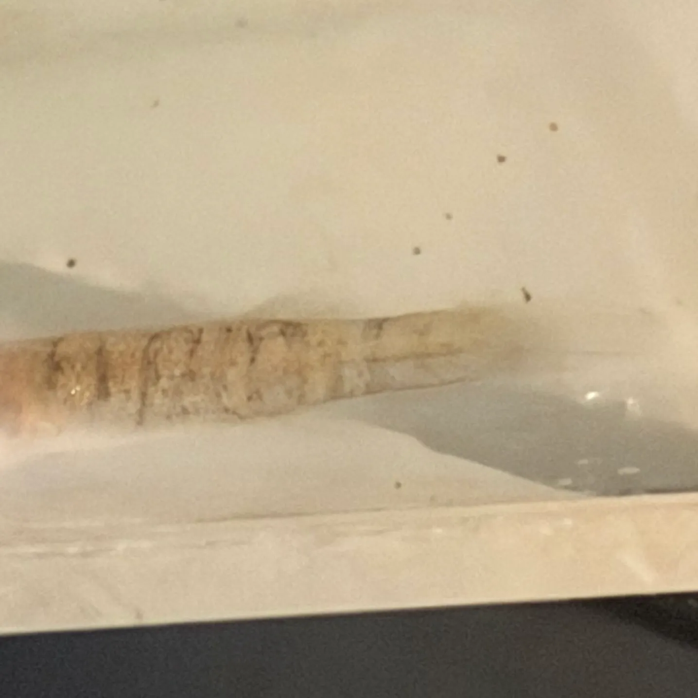 The most recent Western starhead topminnow catches on Fishbrain
