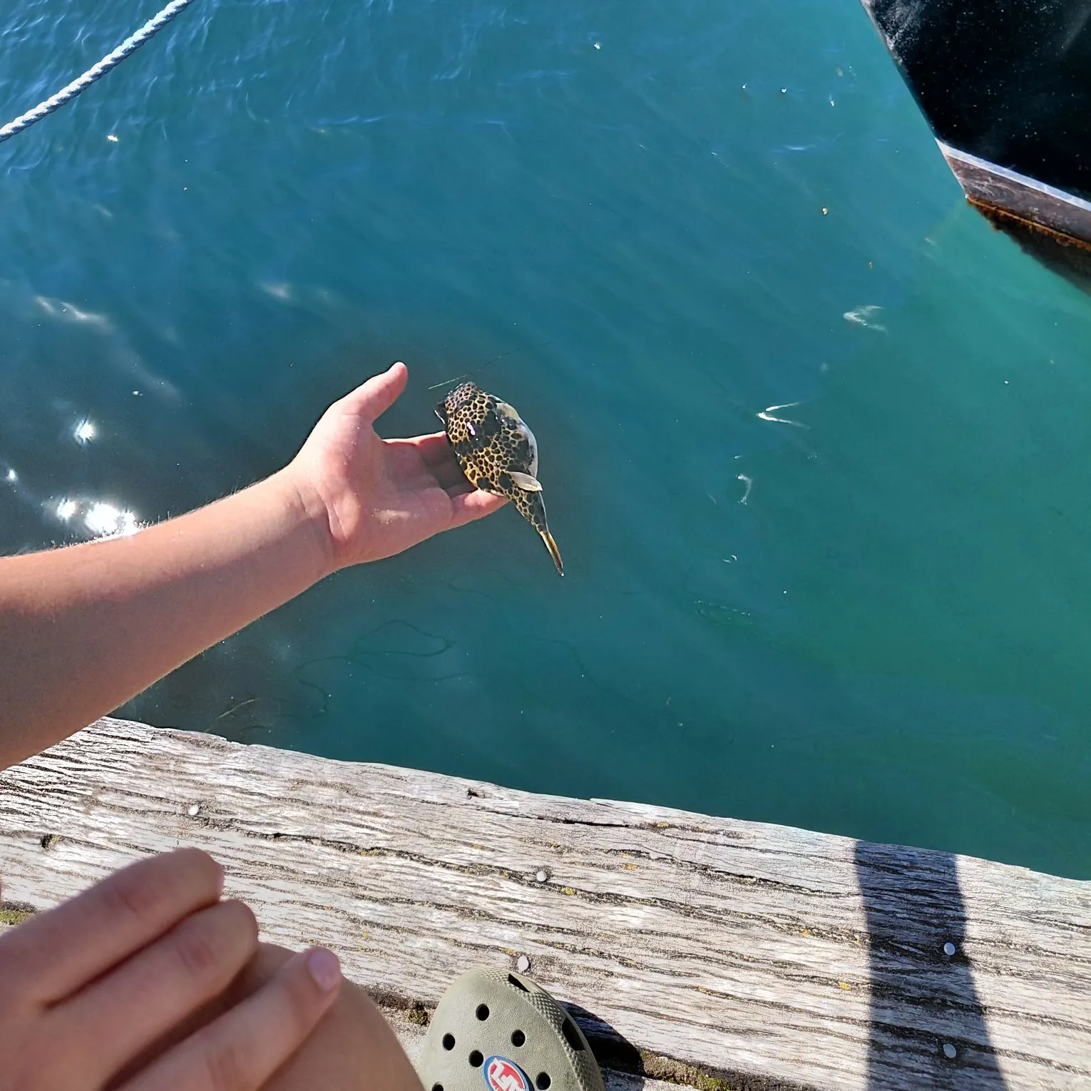 The most recent Smooth toadfish catches on Fishbrain