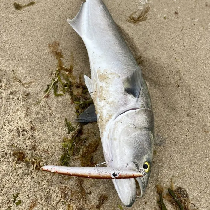 Bluefish caught on Fishbrain