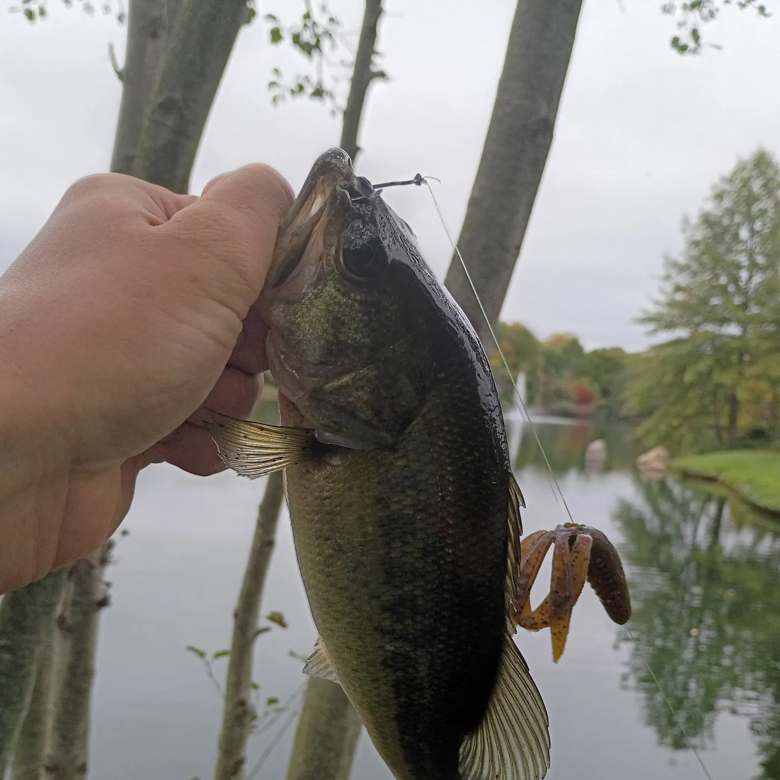 Fish caught on Fishbrain