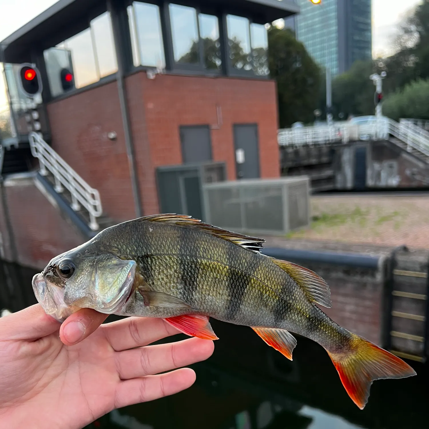 European perch caught on Fishbrain