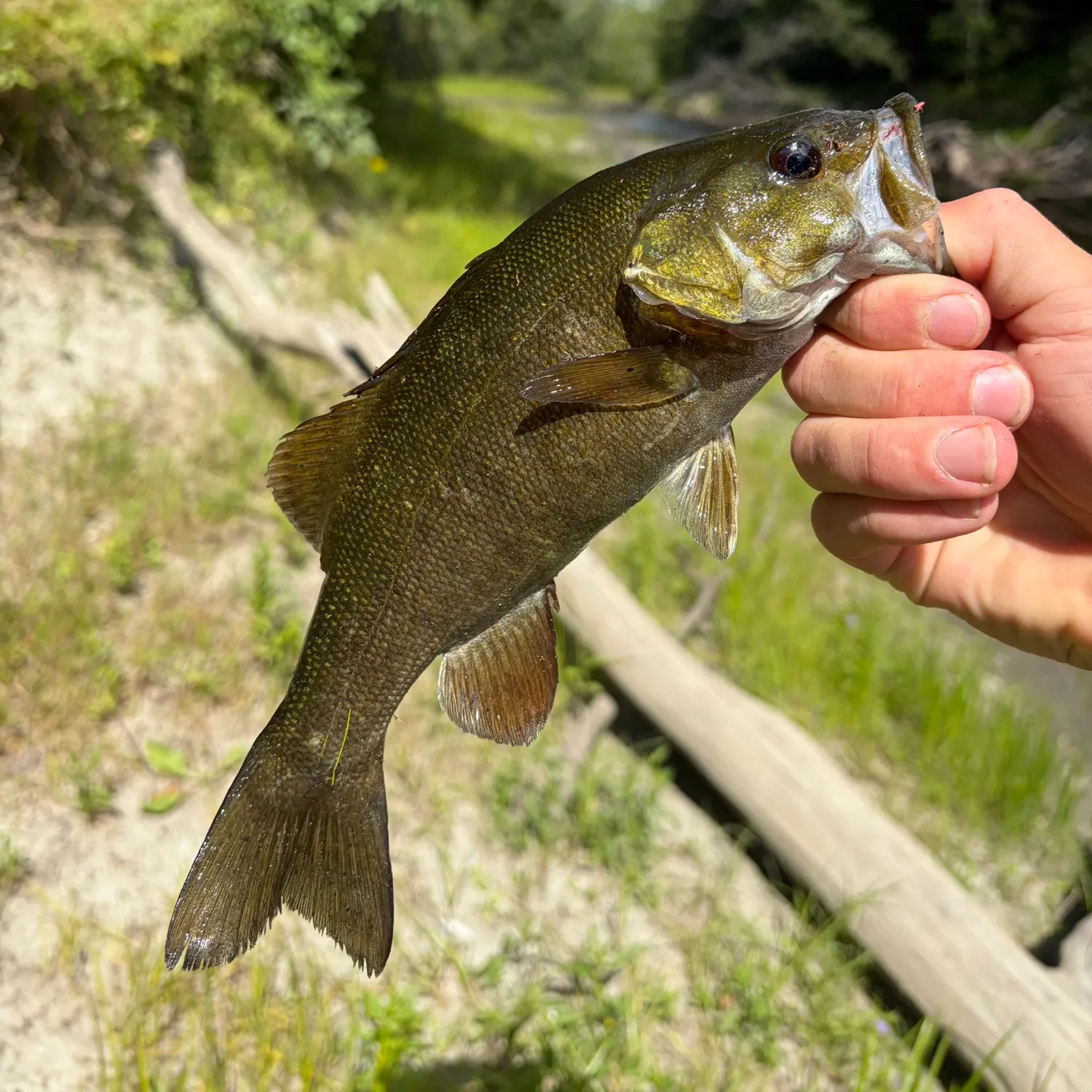 Smallmouth bass caught on Fishbrain