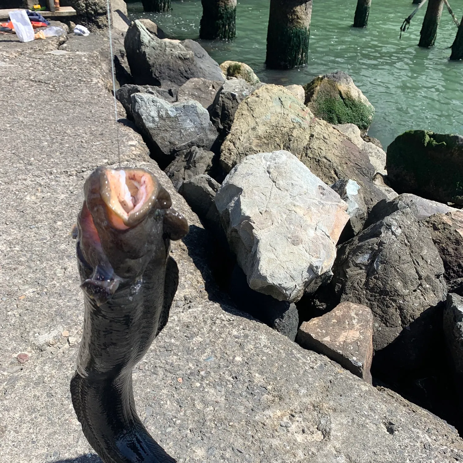 The most recent Monkeyface prickleback catches on Fishbrain
