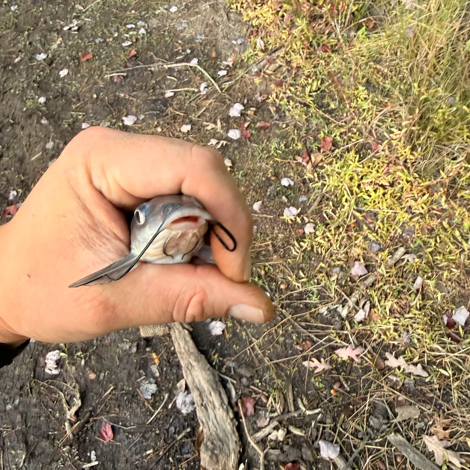 Channel catfish caught on Fishbrain