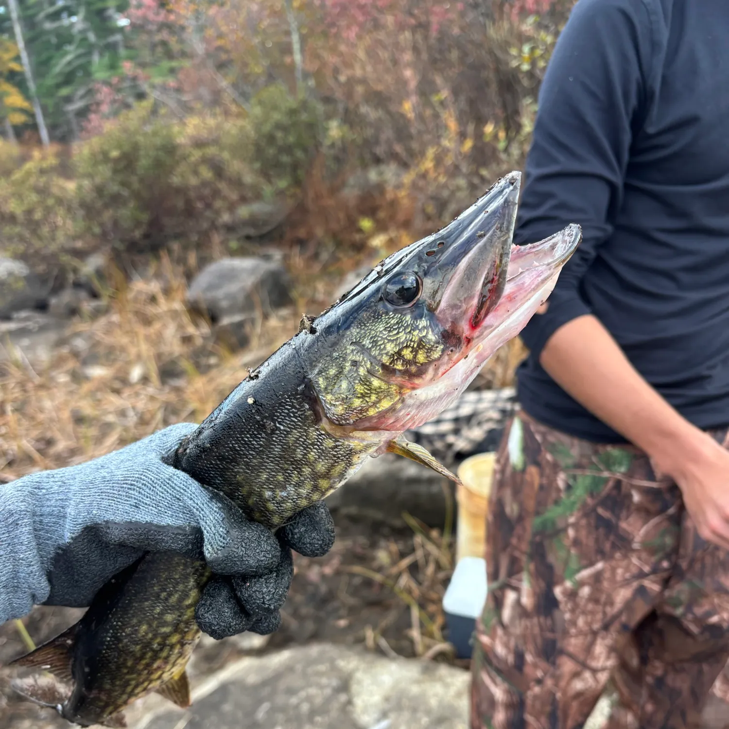 Chain pickerel caught on Fishbrain