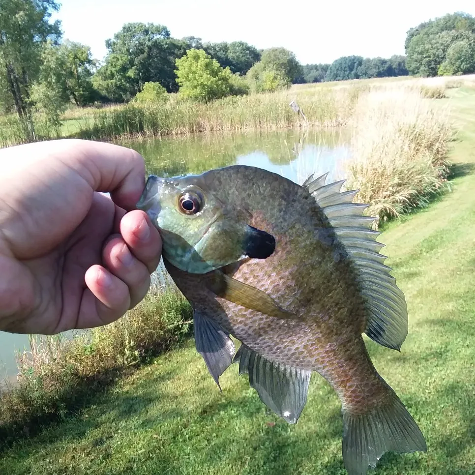 angler catch