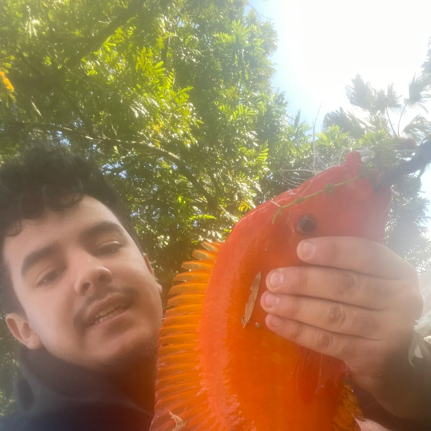The most recent Midas cichlid catches on Fishbrain