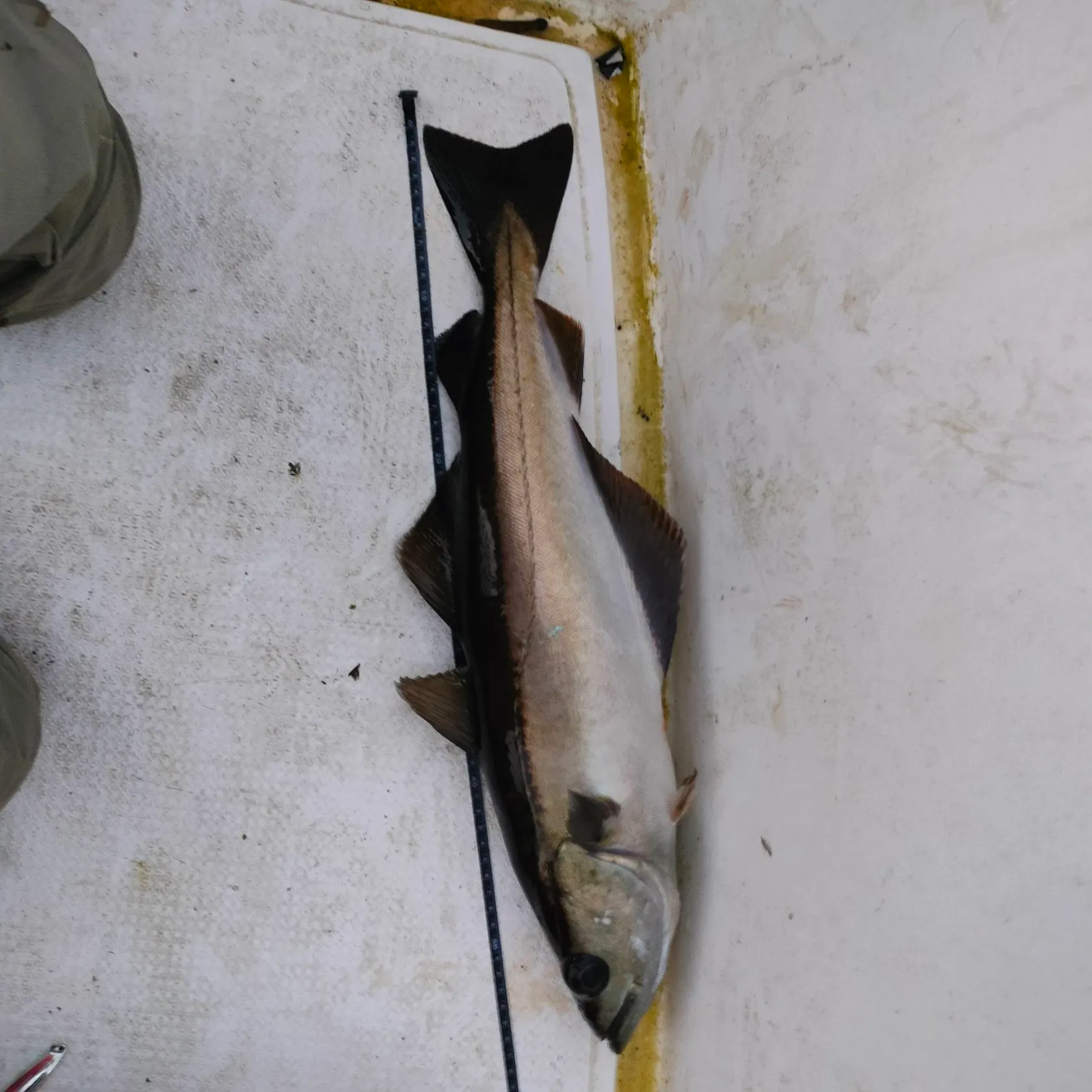 Pollack caught on Fishbrain