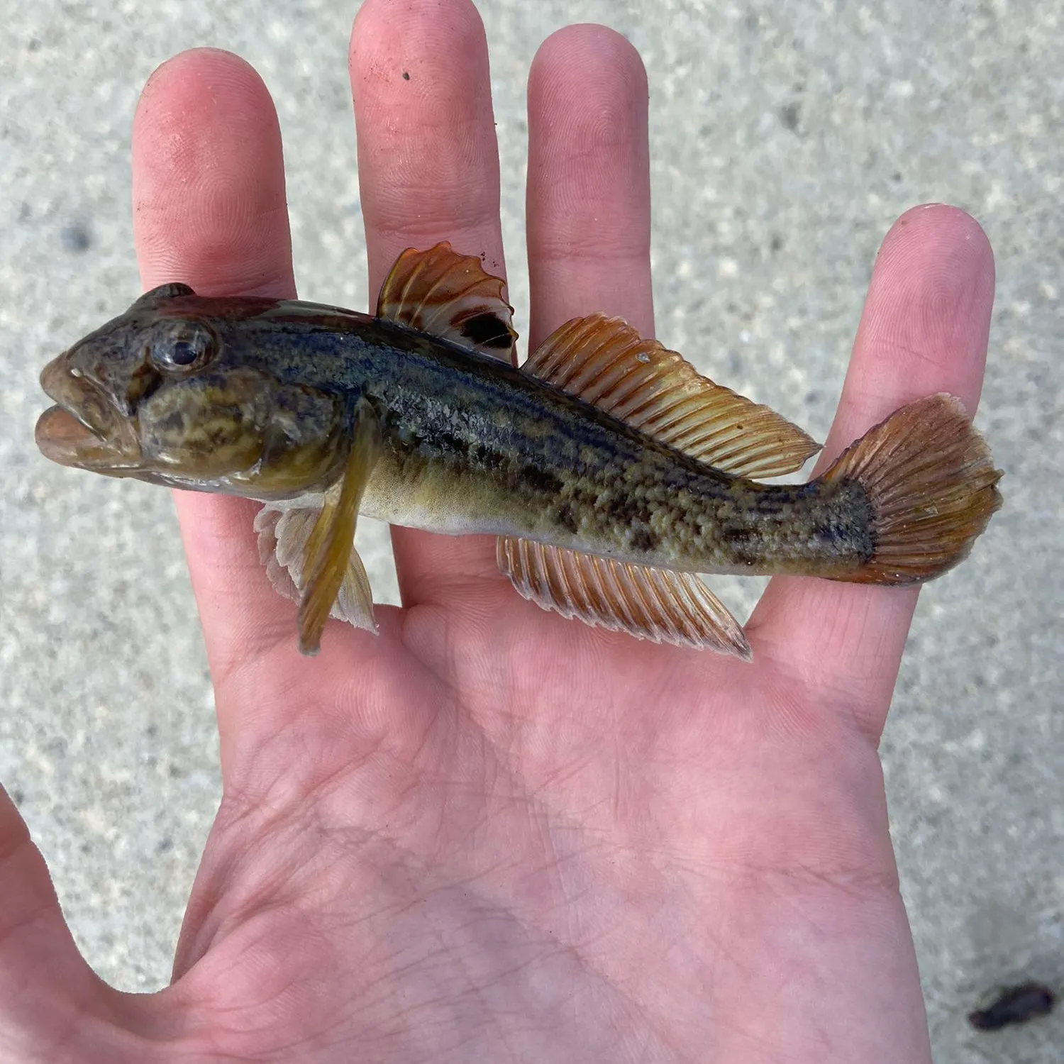 The most popular recent Round goby catch on Fishbrain