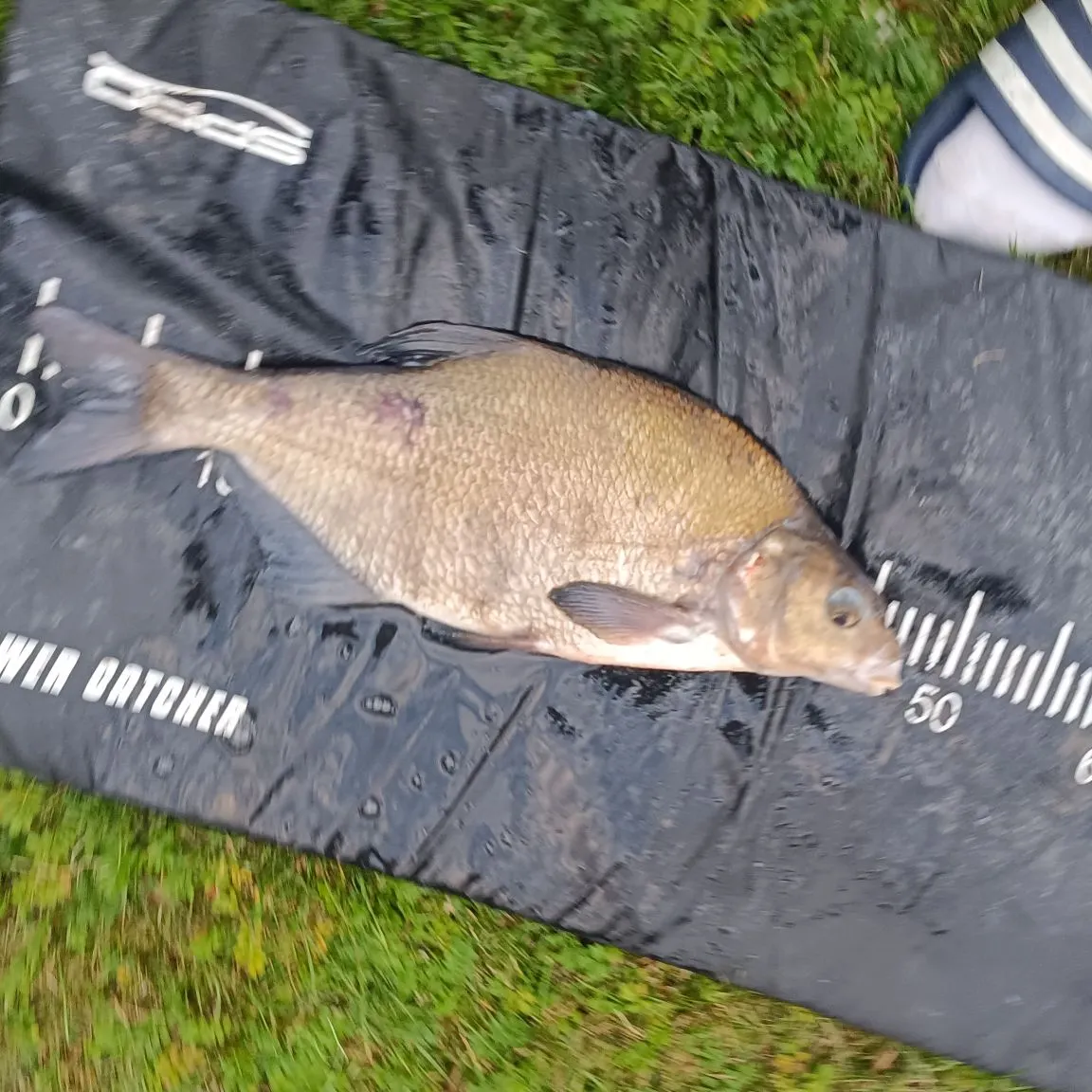 Common bream caught on Fishbrain