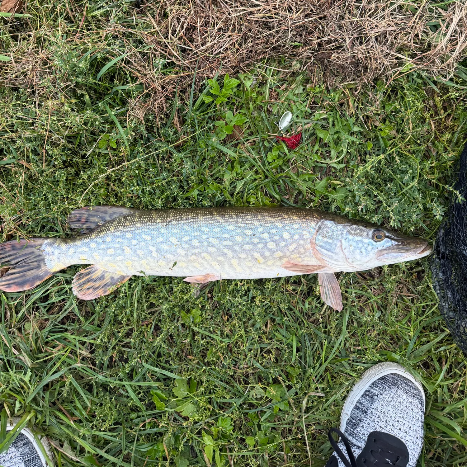 Northern pike caught on Fishbrain