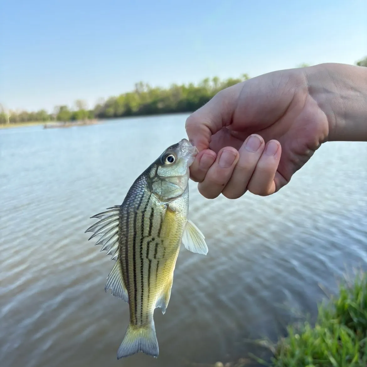 The most recent Yellow bass catches on Fishbrain