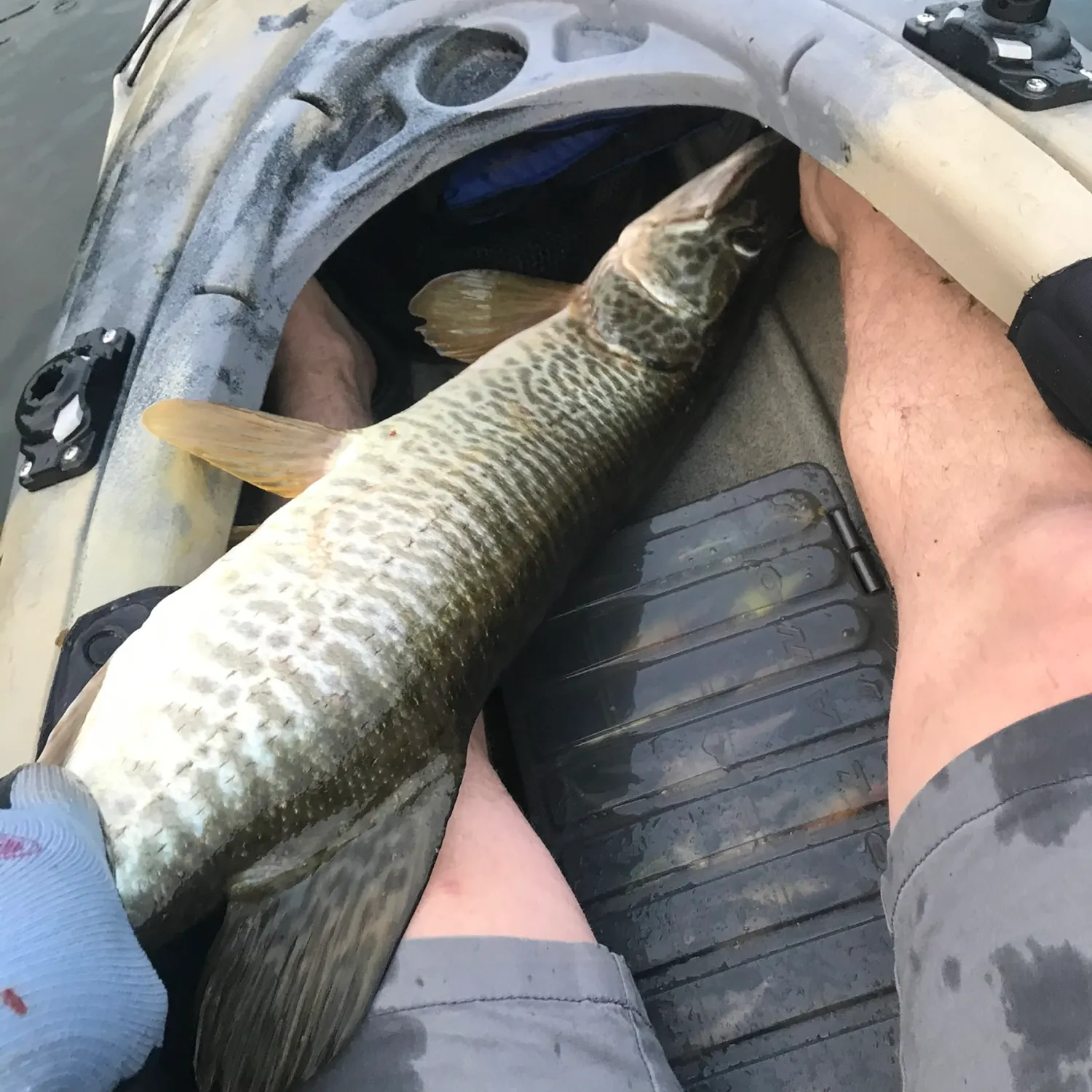 Tiger muskie caught on Fishbrain